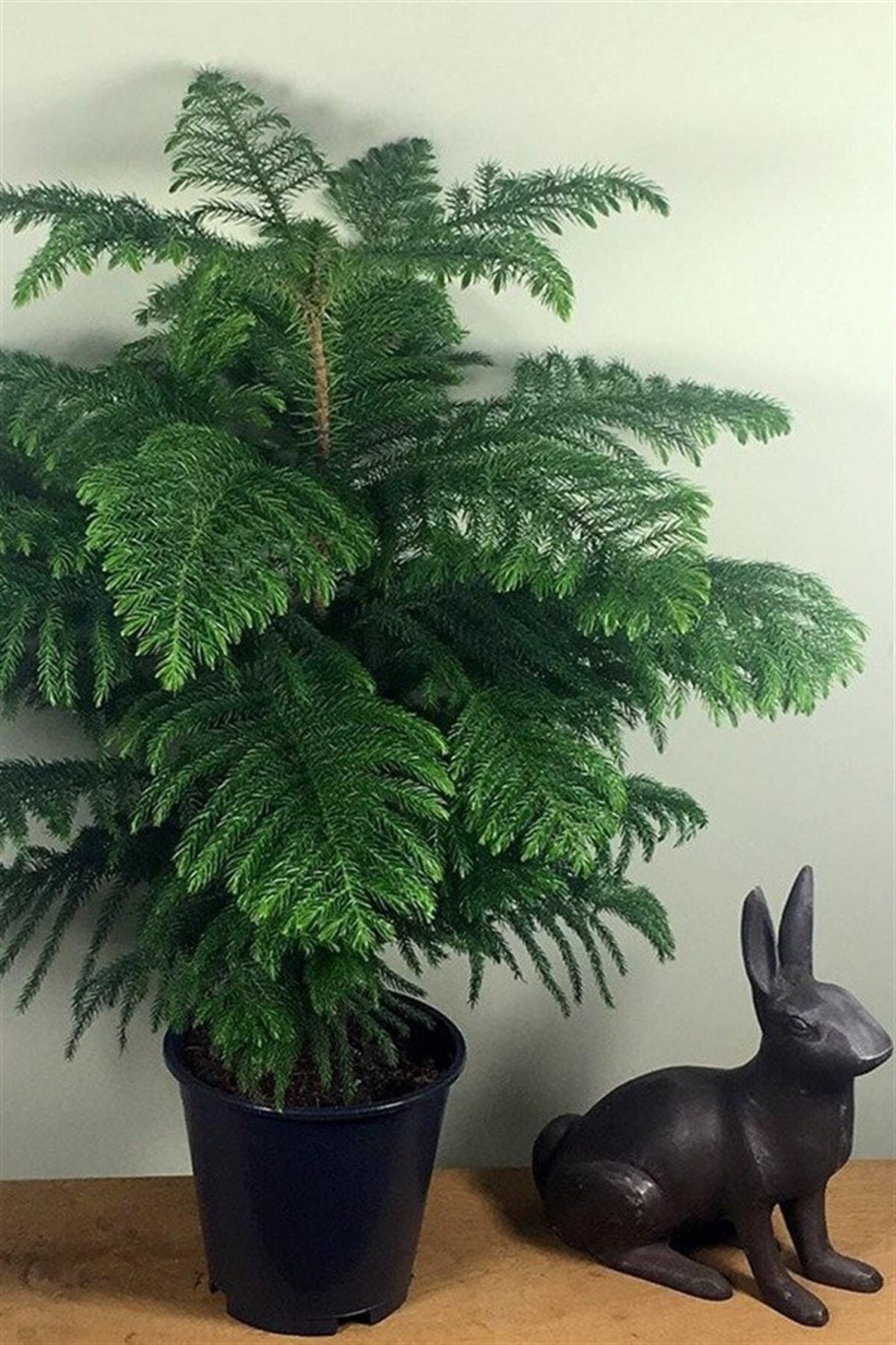 Араукария гетерофилла