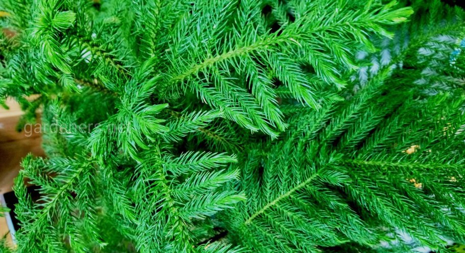 Араукария комнатная туя