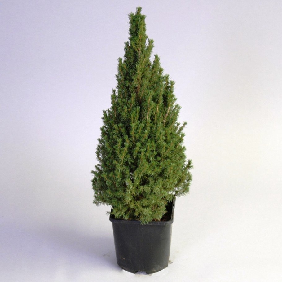 Ель канадская Коника