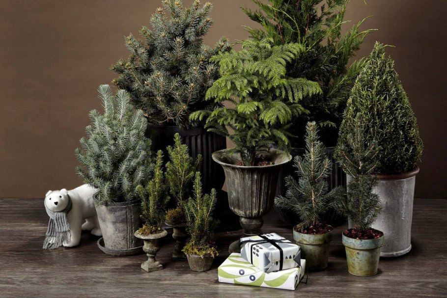Хвойные комнатные растения