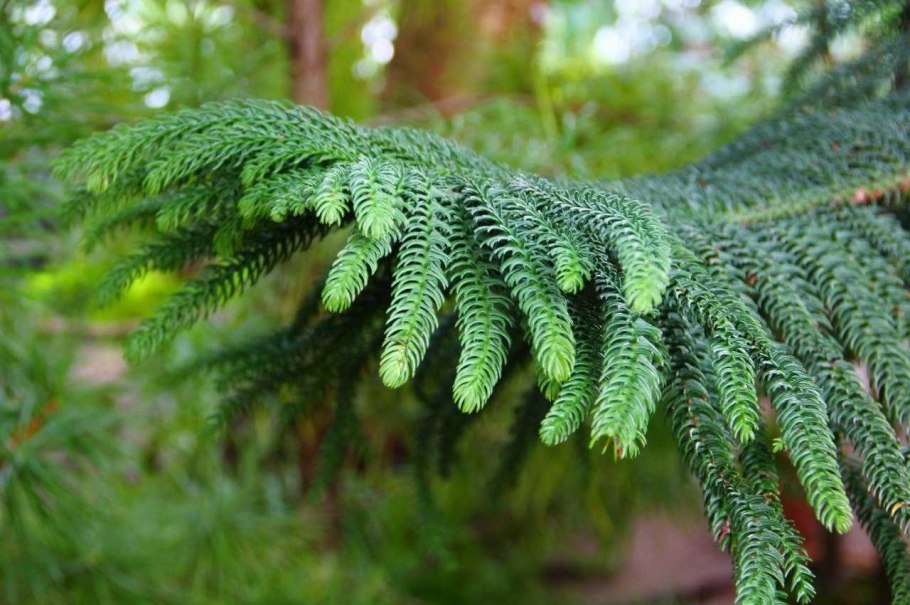 Араукария heterophylla