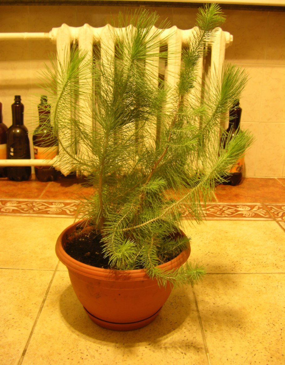 Комнатные хвойные