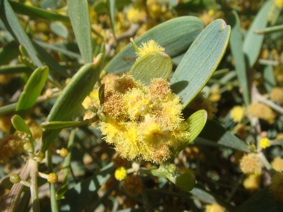 Крымский финик Зизифус