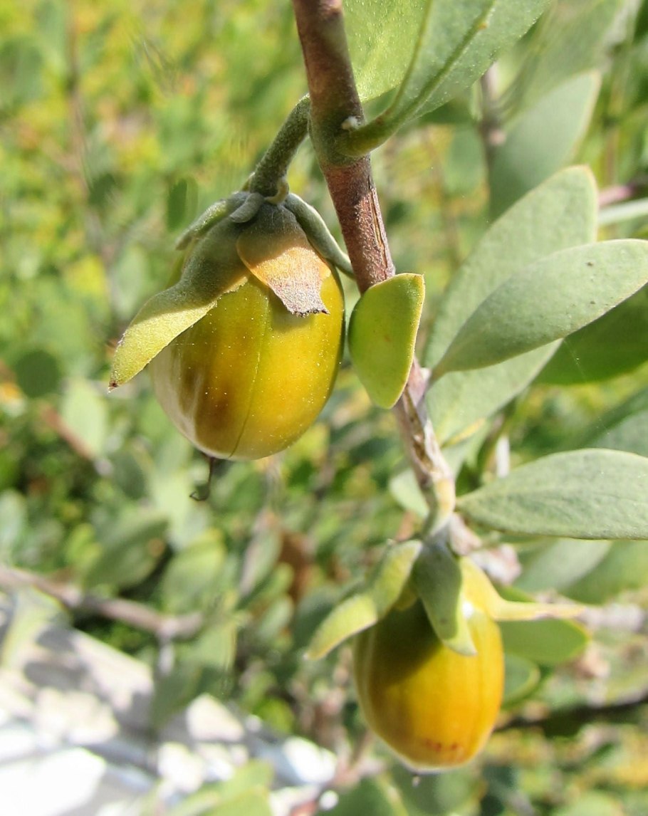 Zizyphus vulgaris