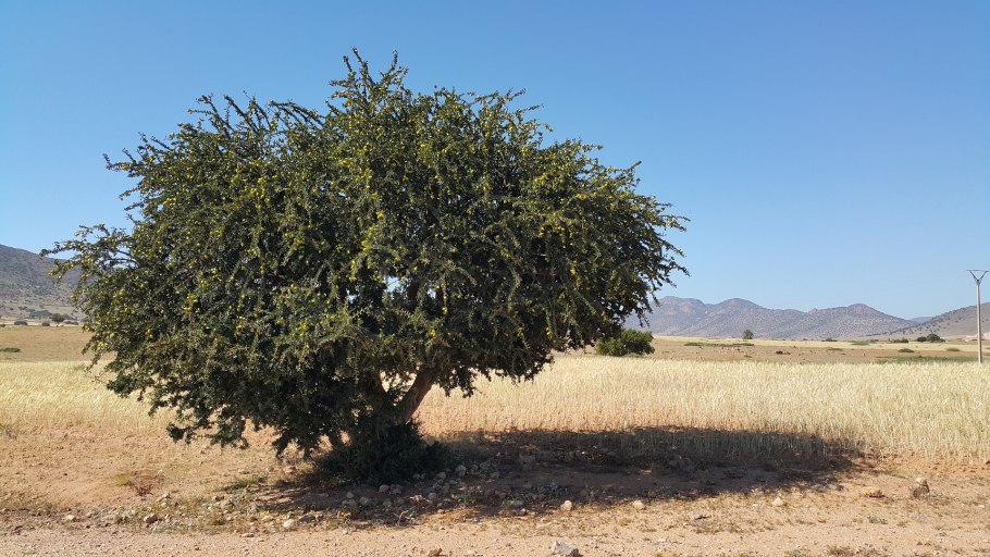 Simmondsia chinensis (Jojoba ) Seed Oil