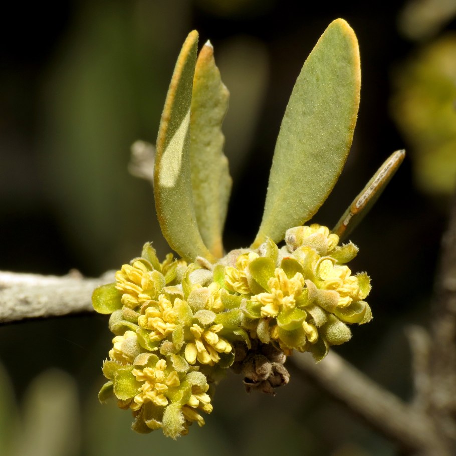 Аргановые деревья Марокко