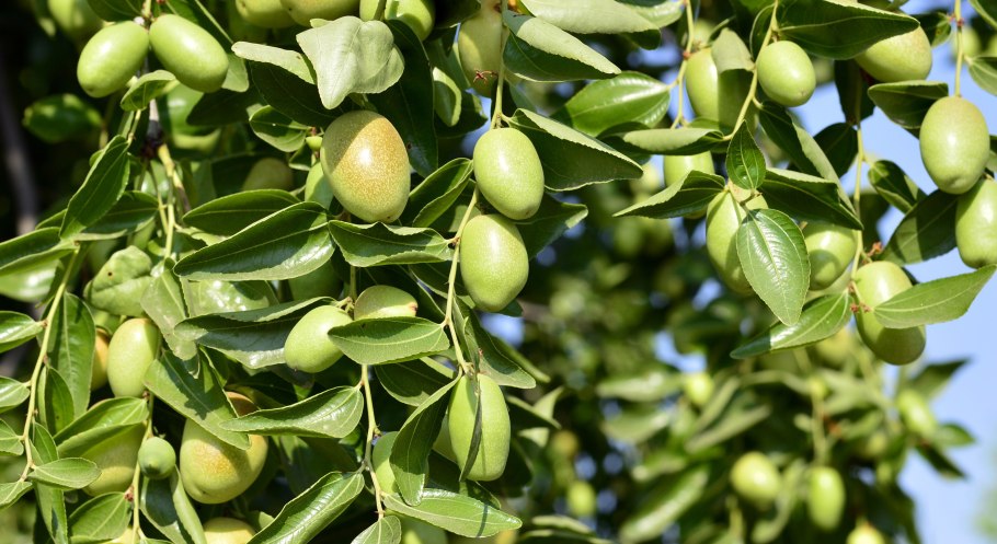 ДЖЕНСКАЯ жожоба