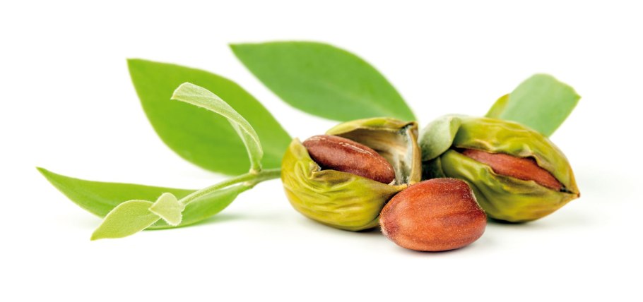 Жожоба на белом фоне