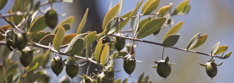 Масло ши аргана