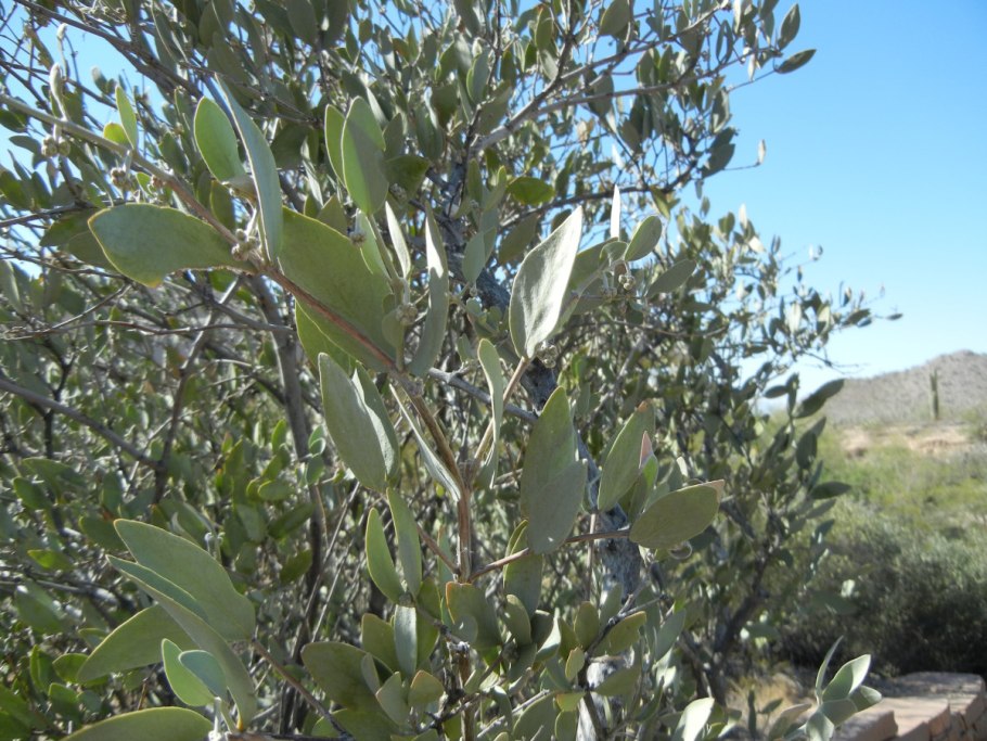 Жожоба орех