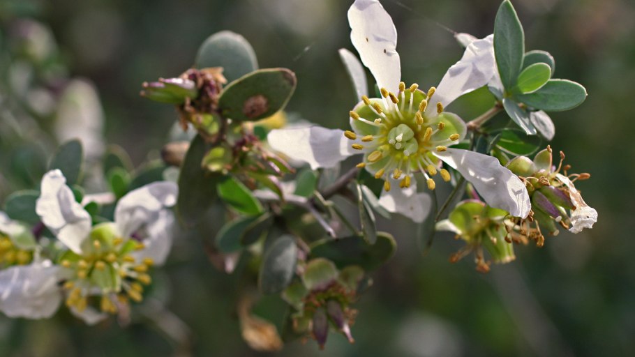 Масло арганы нераф., 50 мл