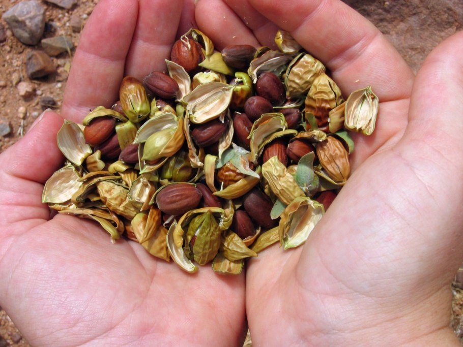 Эфирное масло жожоба