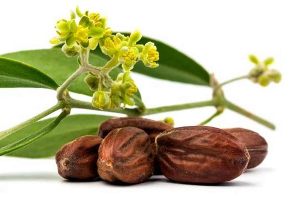 Жожоба плоды