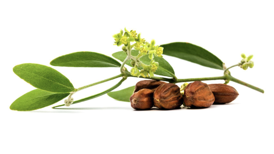 Жожоба плоды