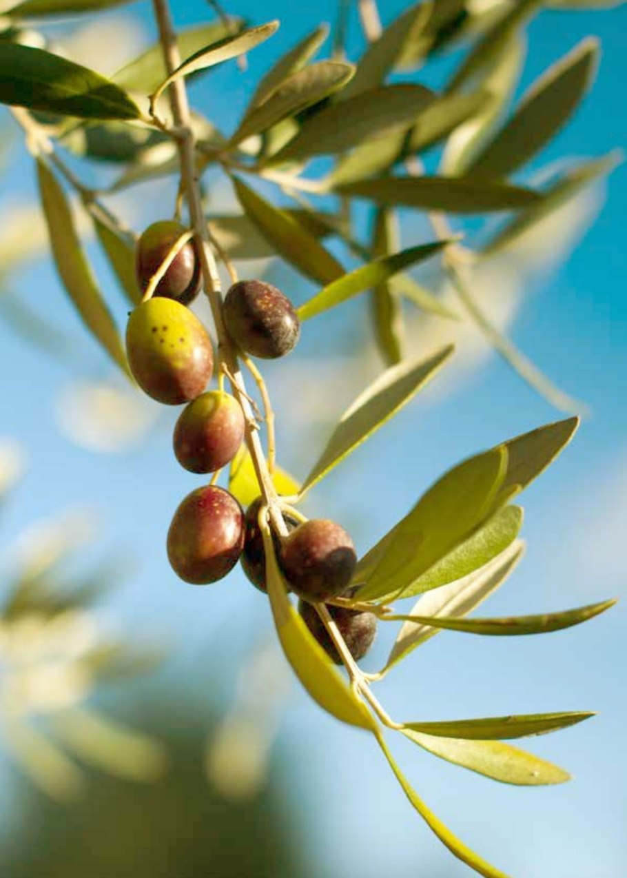 Жожоба лягушка