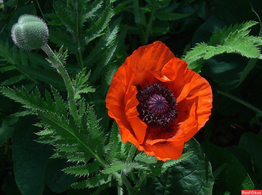 Мак восточный papaver orientale