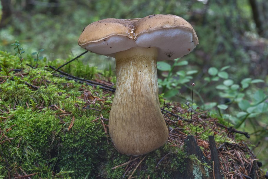 Ложный Боровик, желчный гриб