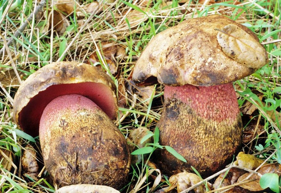 Боровик девичий (Boletus appendiculatus)