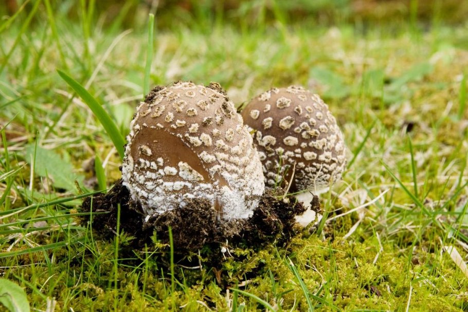 Леопардовый мухомор пантерный гриб