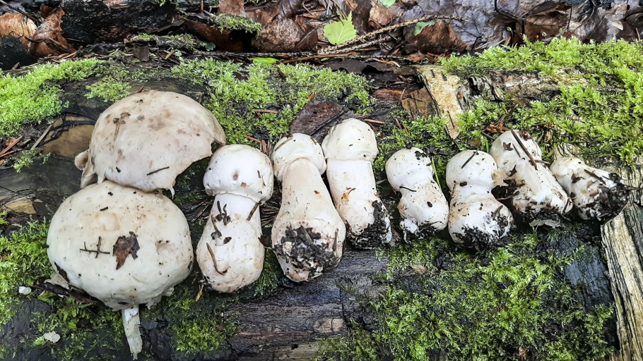 Белые грузди в Ленинградской области