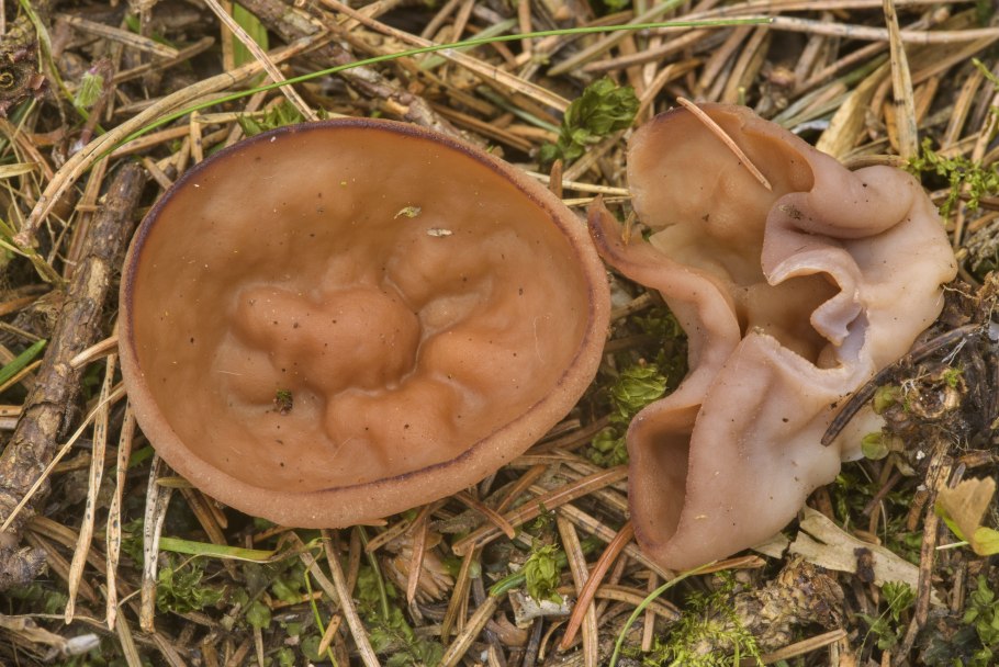 Грибы похожие на свиные уши