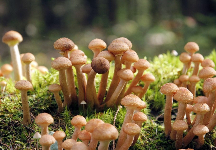 Honey agaric гриб