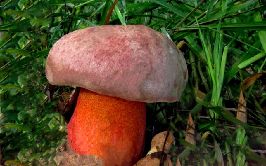 Болет пурпурный Боровик