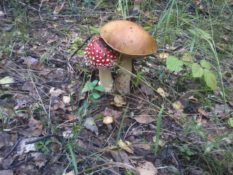 Грибы Боровик и мухомор