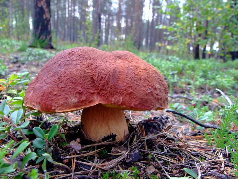 Боровик Сосновый, Боровик еловый