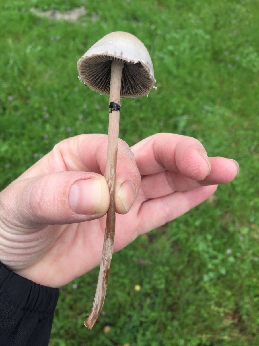 Панеолус мотыльковый