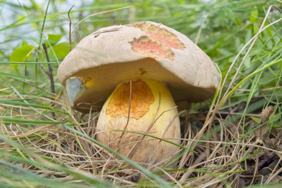 Боровик укореняющийся (Boletus radicans)