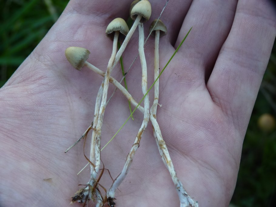 Гриб псилоцибе ланцетовидная