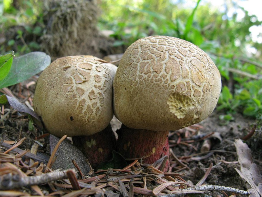 Болетус красивоножковый