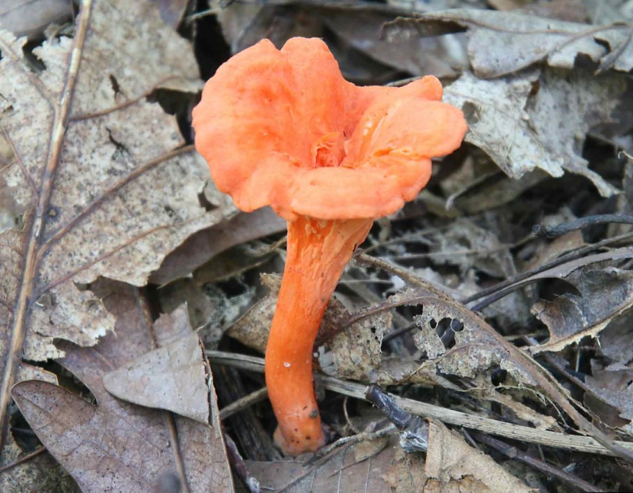 Лисичка киноварно-красная