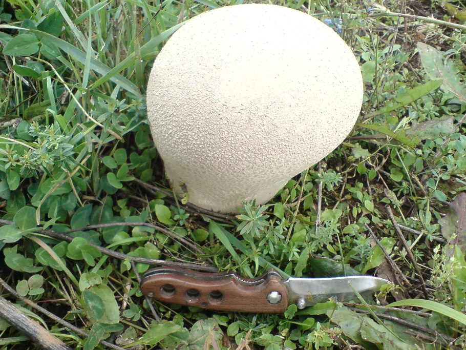 Calvatia utriformis (ГОЛОВАЧ мешковатый)