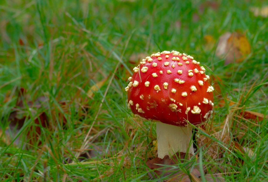 Гриб мухомор для детей