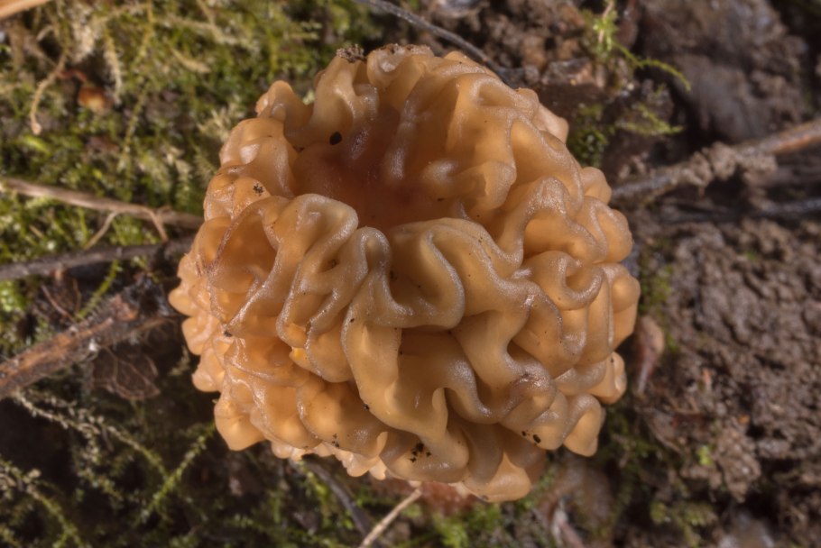 Сморчок Верпа