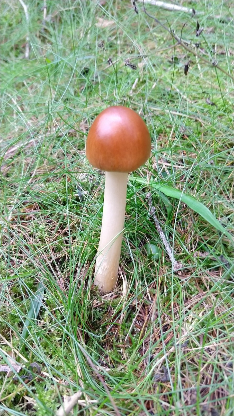 Поплавок жёлто-коричневый (Amanita fulva)