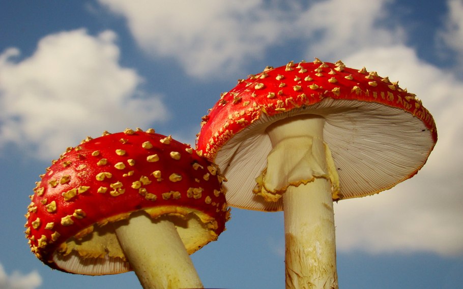 Parts of Fly agaric