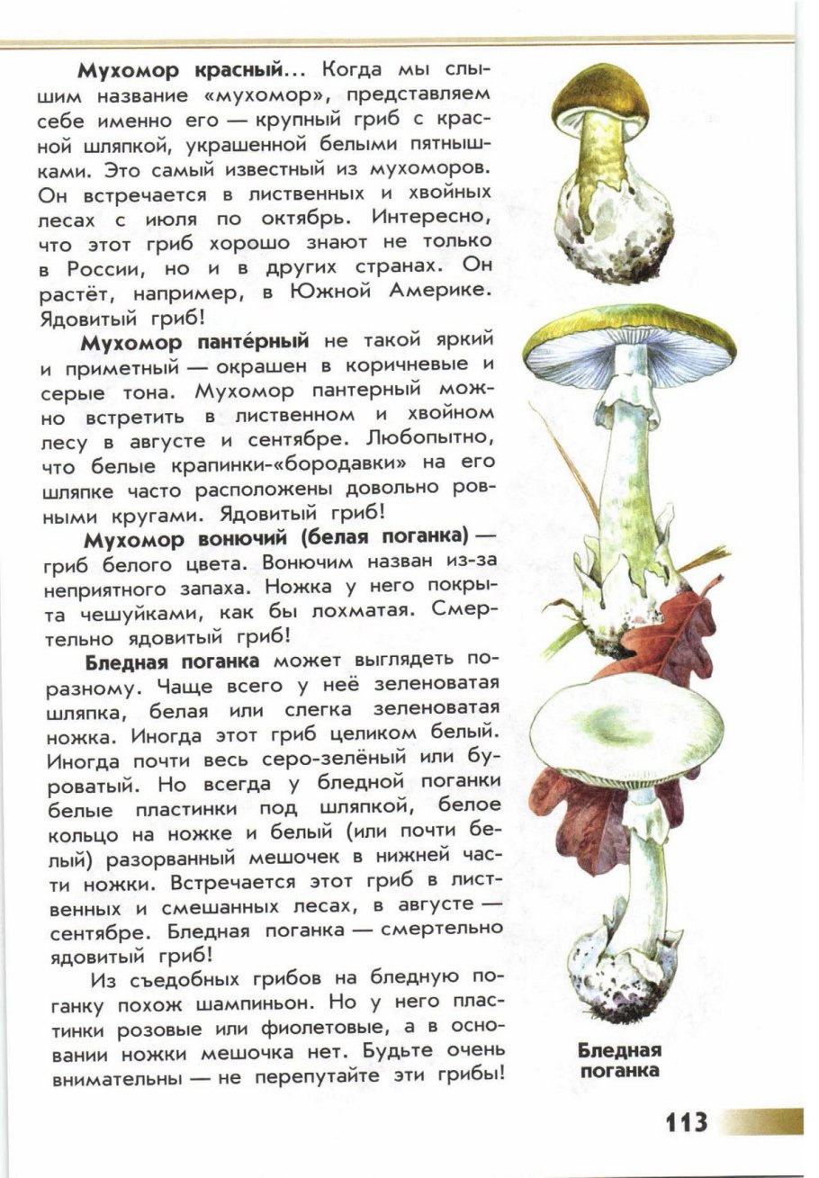 FRZ.Temp холодильник