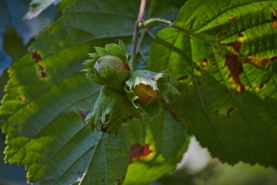 Лещина обыкновенная (Corylus avellana)