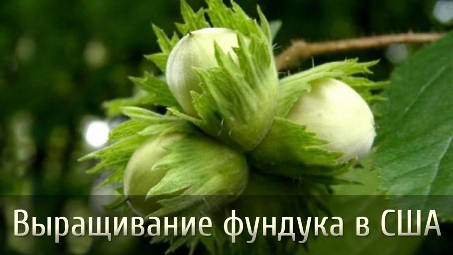 Плод орех лещина