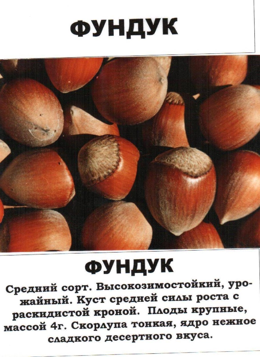 Сорт фундука Трапезунд