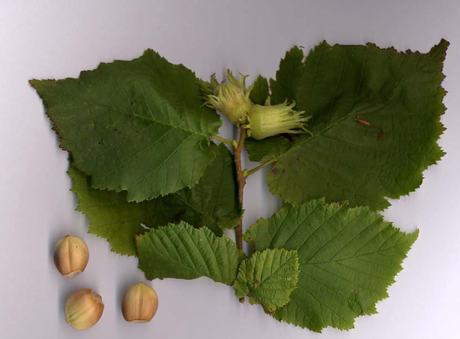 Лещина (Corylus avellana);