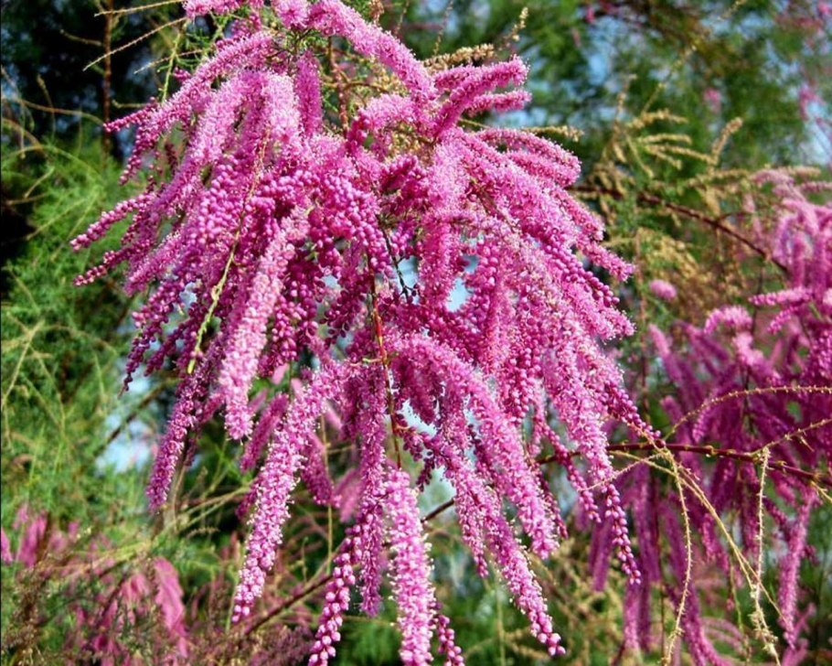 Тамарикс ветвистый