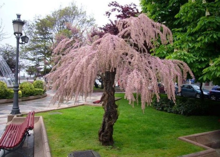 Тамариск плоды