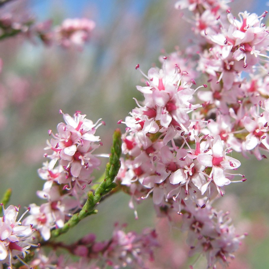 Тамарикс дерево