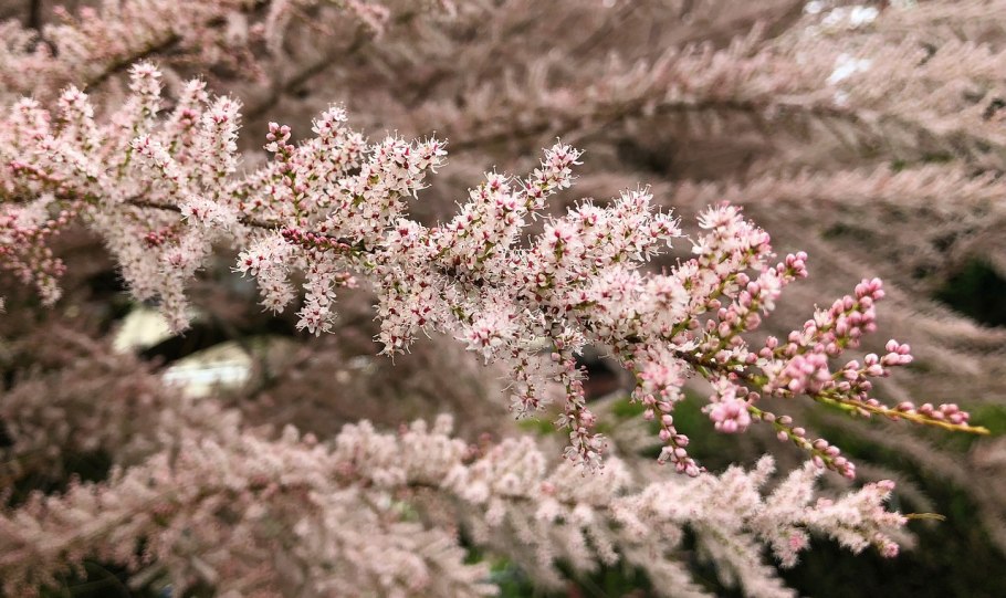 Тамарикс четырехтычинковый