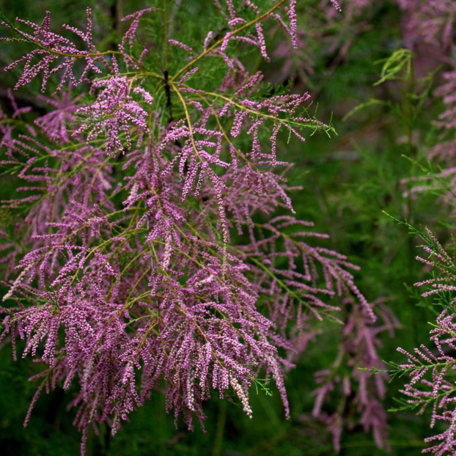 Тамарикс Рамосиссима