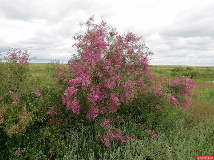 Tamarix tetrandra тамарикс четырёхтычинковый